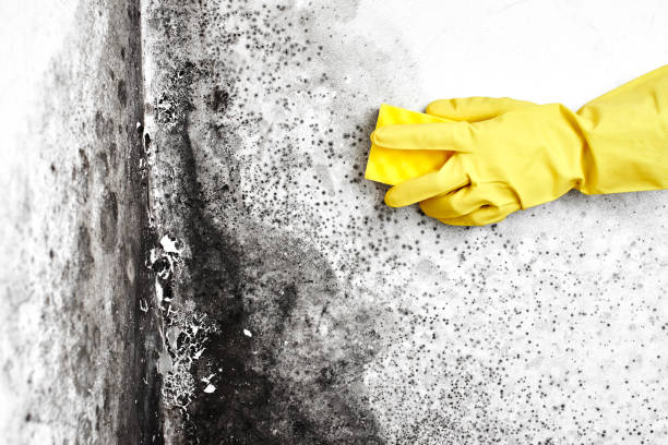 Best Environmental Consulting for Mold Prevention  in Swoyersville, PA