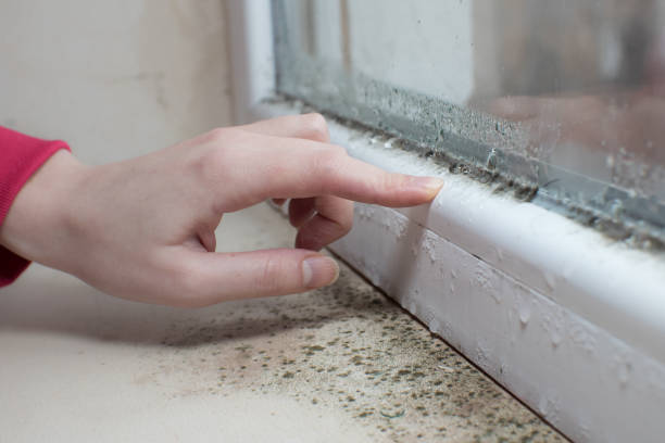 Best Asbestos and Lead Testing During Mold Inspection  in Swoyersville, PA